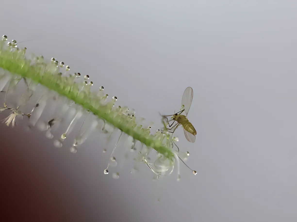 Naturlig fumigator: 6 inomhusväxter som stöter bort flugor, myggor och andra insekter