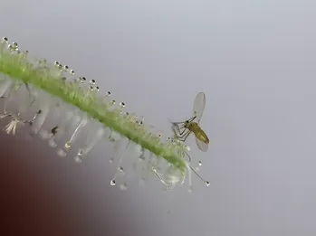 Naturlig fumigator: 6 inomhusväxter som stöter bort flugor, myggor och andra insekter